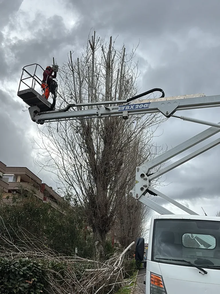 Potatura alto fusto a Roma realizzata da giardinieri esperti