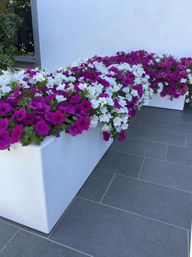 Progettazione e realizzazione giardini a Roma